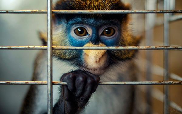 Beaux et adorables fonds d'écran bébé singe pour ordinateurs