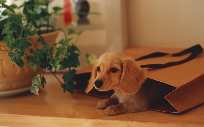 Set bezaubernder Hunde-Hintergrundbilder für Computer