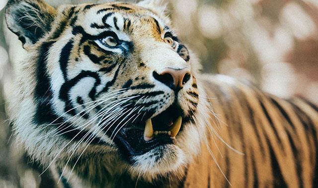 Très beaux fonds d'écran de tigre pour ordinateurs, fonds d'écran de tigre pour ordinateurs portables