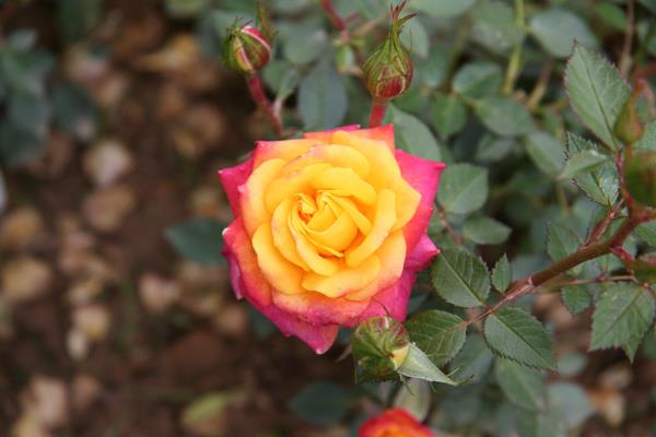 200 magnifiques fonds d'écran de roses pour votre ordinateur