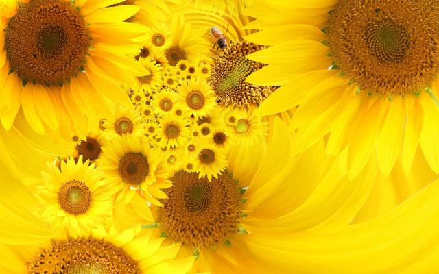 Raccolta di bellissimi sfondi e immagini di girasoli