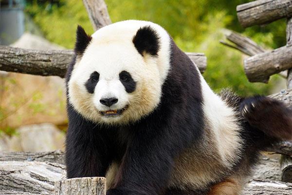 L'ensemble le plus mignon de fonds d'écran panda pour ordinateurs