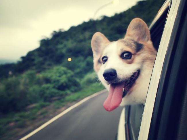 Ensemble de fonds d'écran de chiens adorables pour ordinateurs