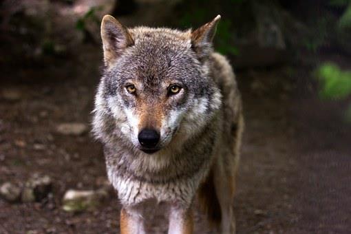 Fonds d'écran de loup Full HD pour ordinateurs