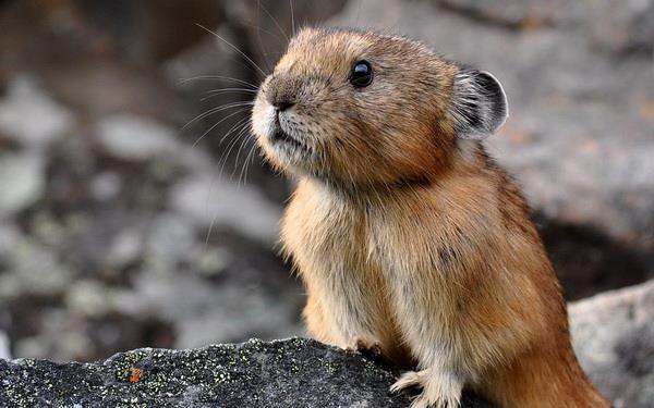 Die süßesten, lustigsten und witzigsten Tiertapeten