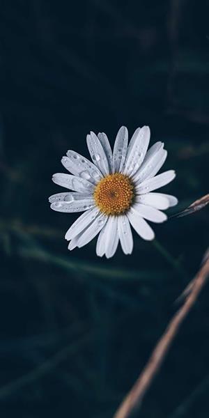 Photo de chrysanthème blanc, belle image de chrysanthème blanc