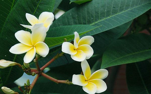 Sammlung der schönsten Blumenbilder