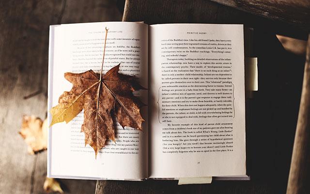 Beaux fonds d'écran de feuilles d'érable, feuilles d'érable d'automne pour ordinateurs et ordinateurs portables