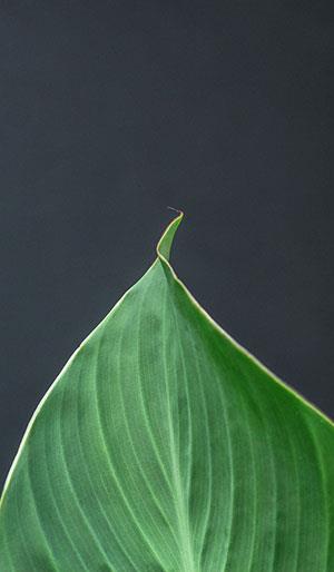 Fonds d'écran de feuilles pour ordinateurs, photos de feuilles pour téléphones