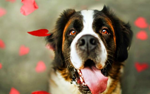 Set bezaubernder Hunde-Hintergrundbilder für Computer