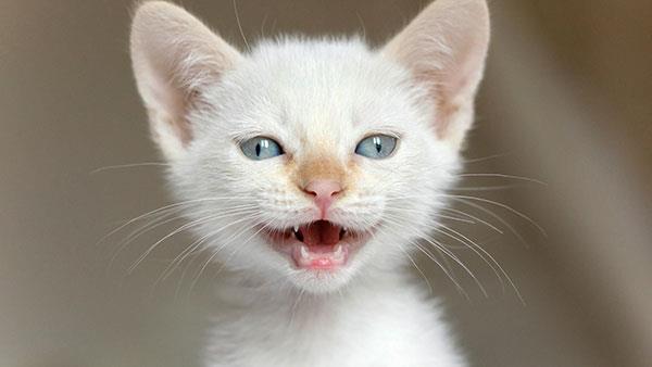 Les fonds d'écran de chats les plus mignons et les plus adorables