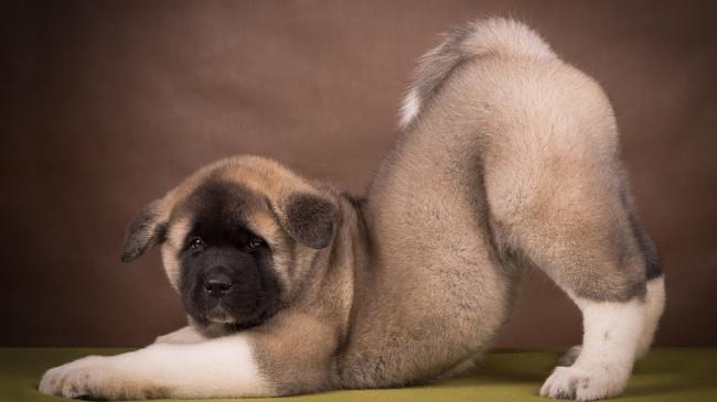 Set bezaubernder Hunde-Hintergrundbilder für Computer