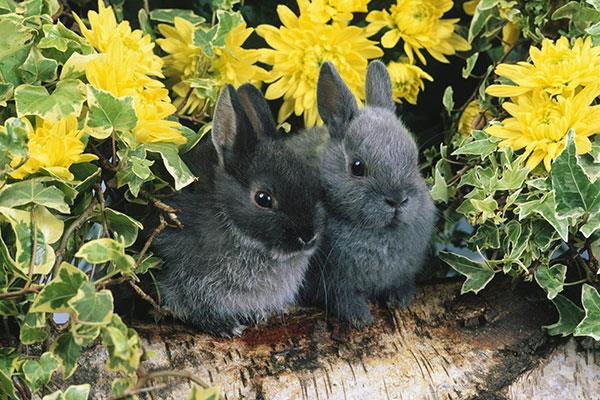 Entzückende und süße Baby-Kaninchen-Tapete