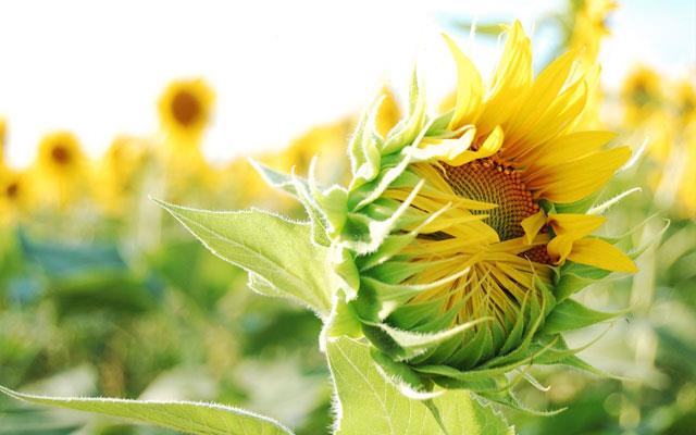 Collection de magnifiques fonds d'écran et images de tournesol