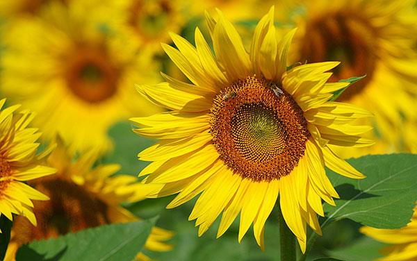 Sammlung der schönsten Blumenbilder