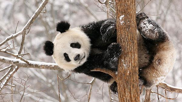 Il set più carino di sfondi panda per computer