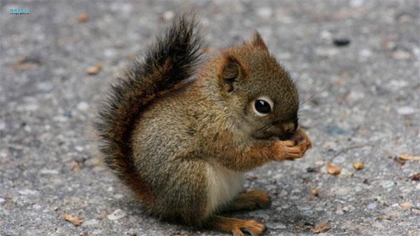 Les fonds d'écran d'animaux les plus mignons, les plus drôles et les plus drôles