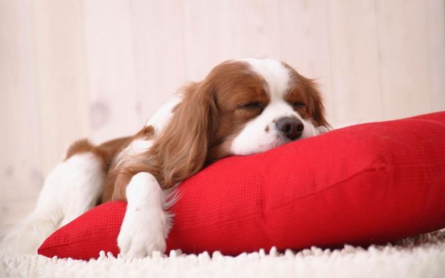 Set bezaubernder Hunde-Hintergrundbilder für Computer