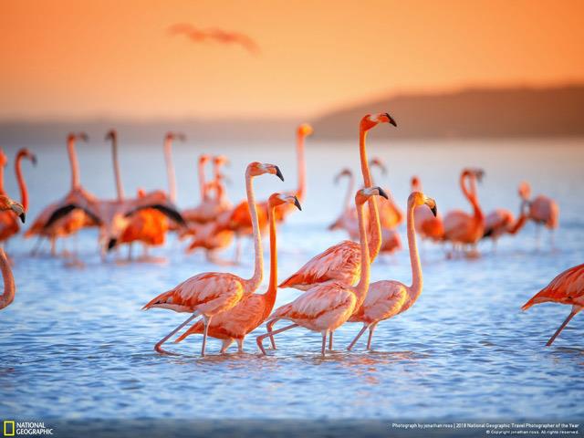 Scarica ora un set unico di sfondi sulle scene di vita forniti dal canale televisivo National Geographic