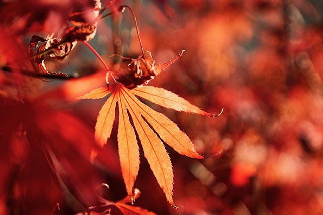 Beaux fonds d'écran de feuilles d'érable, feuilles d'érable d'automne pour ordinateurs et ordinateurs portables