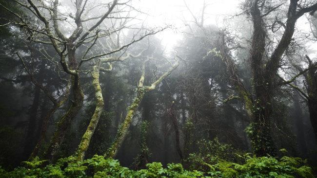 Set di bellissimi sfondi naturali di qualità 4K per computer