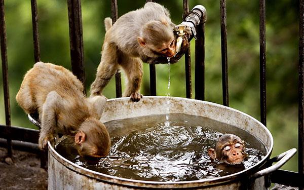 Beaux et adorables fonds d'écran bébé singe pour ordinateurs