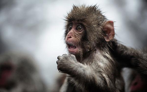 Beaux et adorables fonds d'écran bébé singe pour ordinateurs