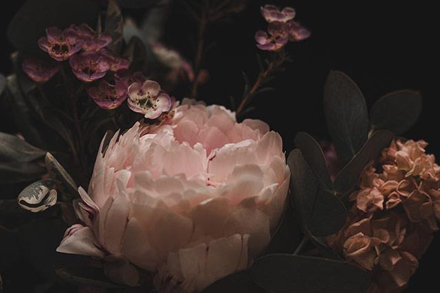 Fonds d'écran de pivoine, belles photos de pivoine