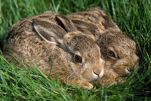 Entzückende und süße Baby-Kaninchen-Tapete