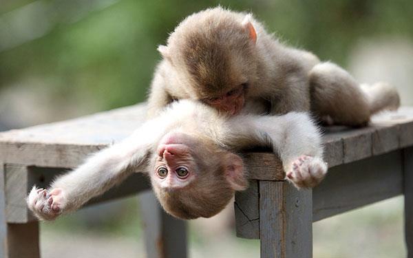 Beaux et adorables fonds d'écran bébé singe pour ordinateurs