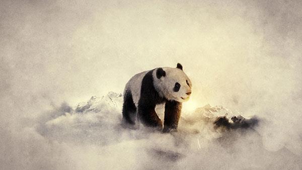 L'ensemble le plus mignon de fonds d'écran panda pour ordinateurs