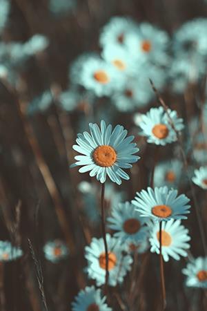 Photo de chrysanthème blanc, belle image de chrysanthème blanc