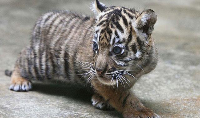 Très beaux fonds d'écran de tigre pour ordinateurs, fonds d'écran de tigre pour ordinateurs portables