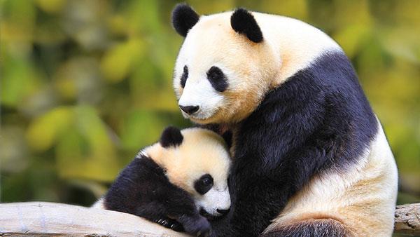 L'ensemble le plus mignon de fonds d'écran panda pour ordinateurs