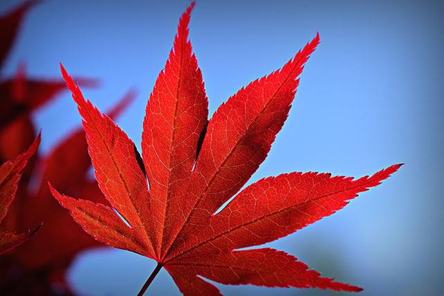 Beaux fonds d'écran de feuilles d'érable, feuilles d'érable d'automne pour ordinateurs et ordinateurs portables